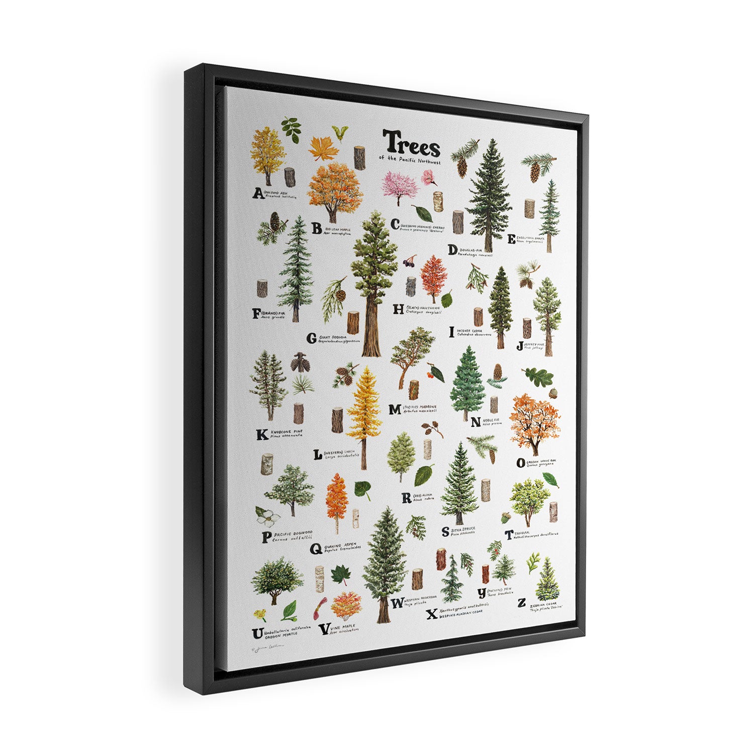 Trees of the Pacific Northwest Framed Canvas Print Gallery Image 2