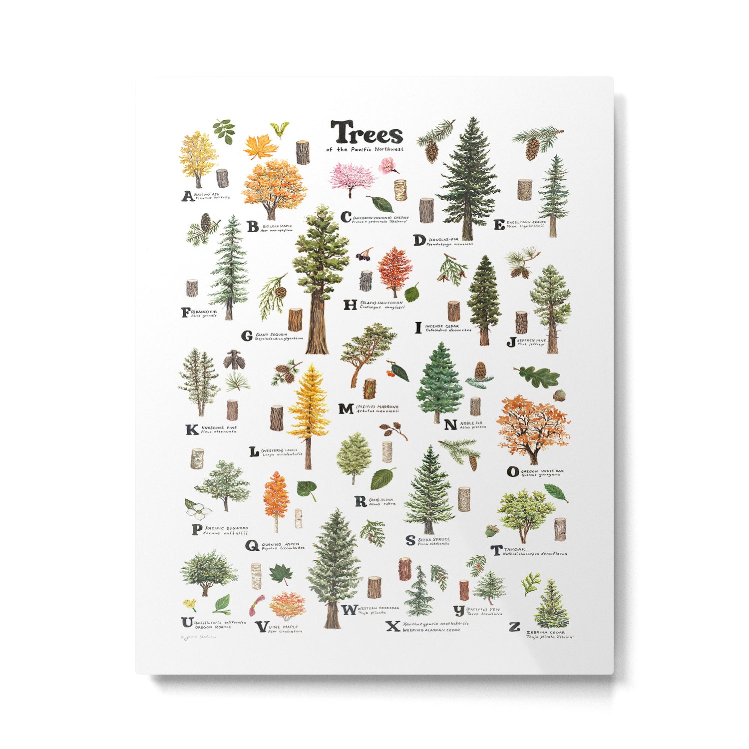 Trees of the Pacific Northwest Metal Print Gallery Image 4