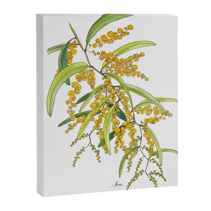 Australian Wattle Flower, Illustration Canvas Print Gallery Image 1