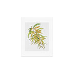 Australian Wattle Flower, Illustration Art Print Gallery Image 1