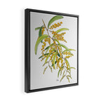 Australian Wattle Flower, Illustration Framed Canvas Print Gallery Image 2