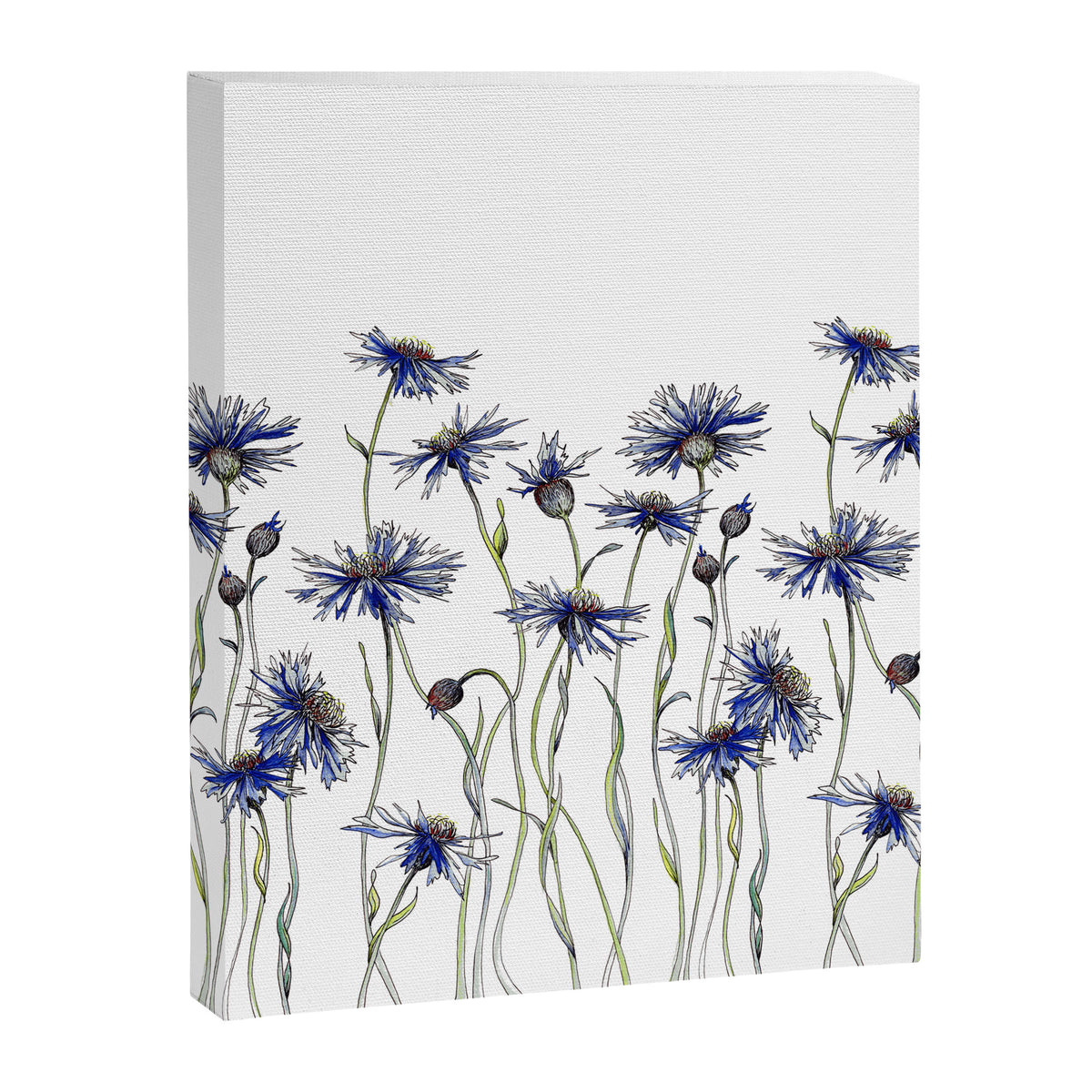 Blue Cornflowers, Illustration Canvas Print Gallery Image 6