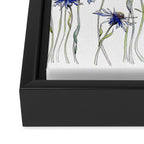 Blue Cornflowers, Illustration Framed Canvas Print Gallery Image 3