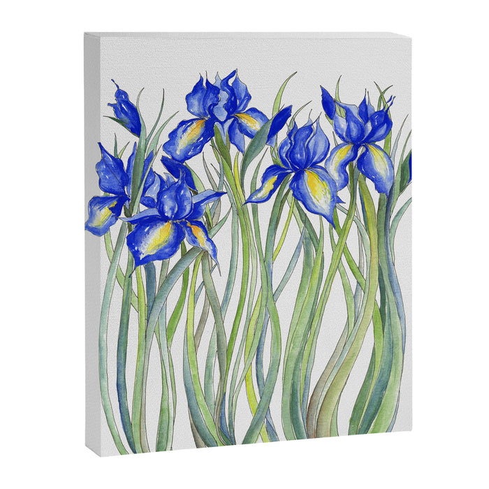 Blue Iris, Illustration Canvas Print Gallery Image 1