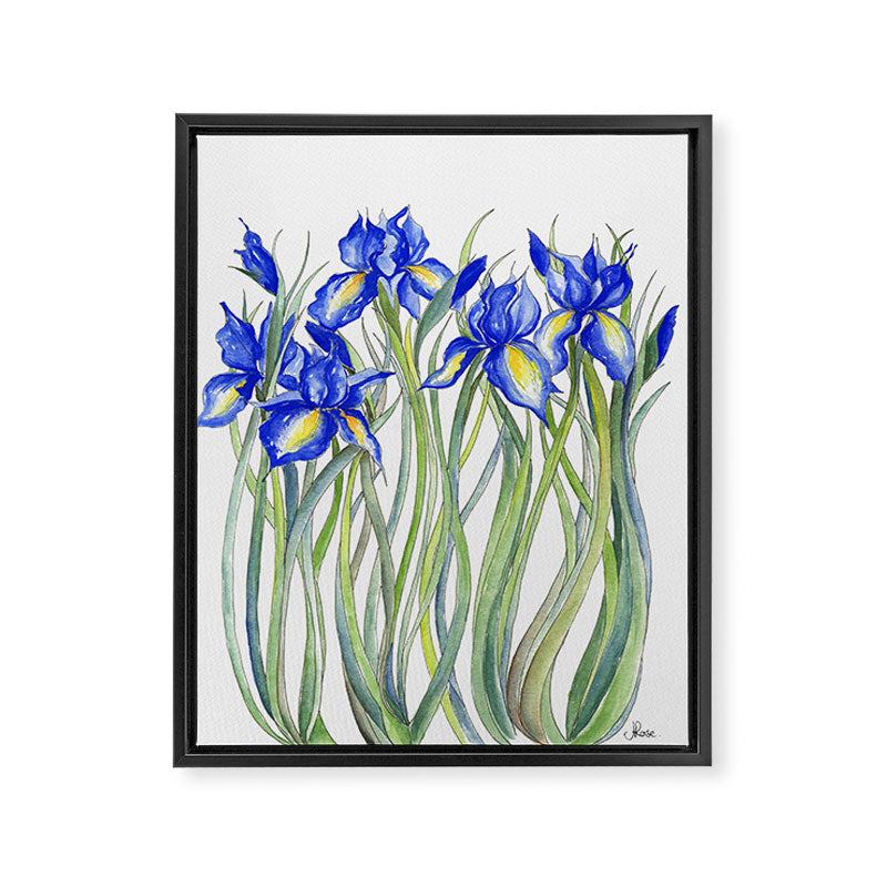 Blue Iris, Illustration Framed Canvas Print Gallery Image 6