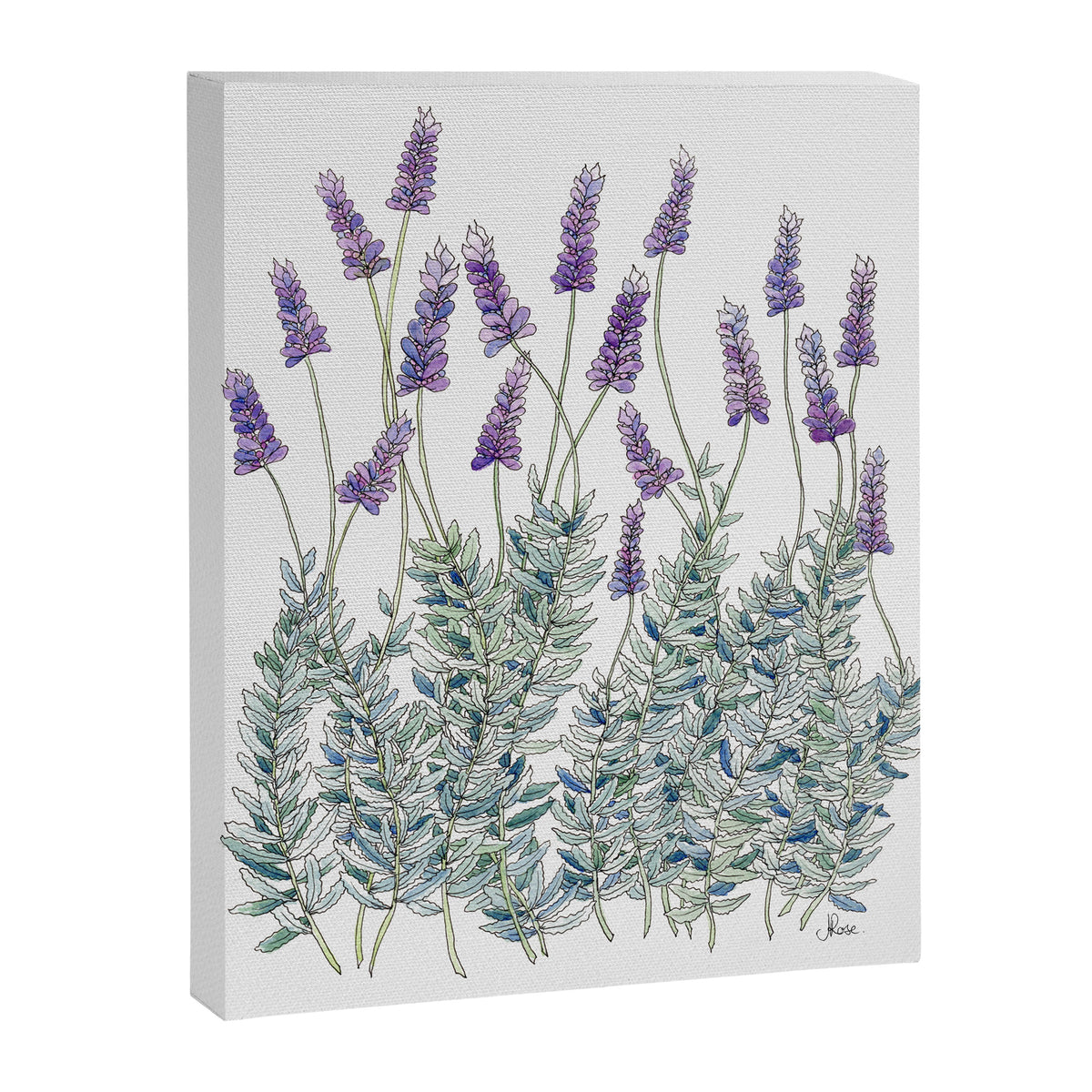 Lavender, Illustration Canvas Print Gallery Image 6