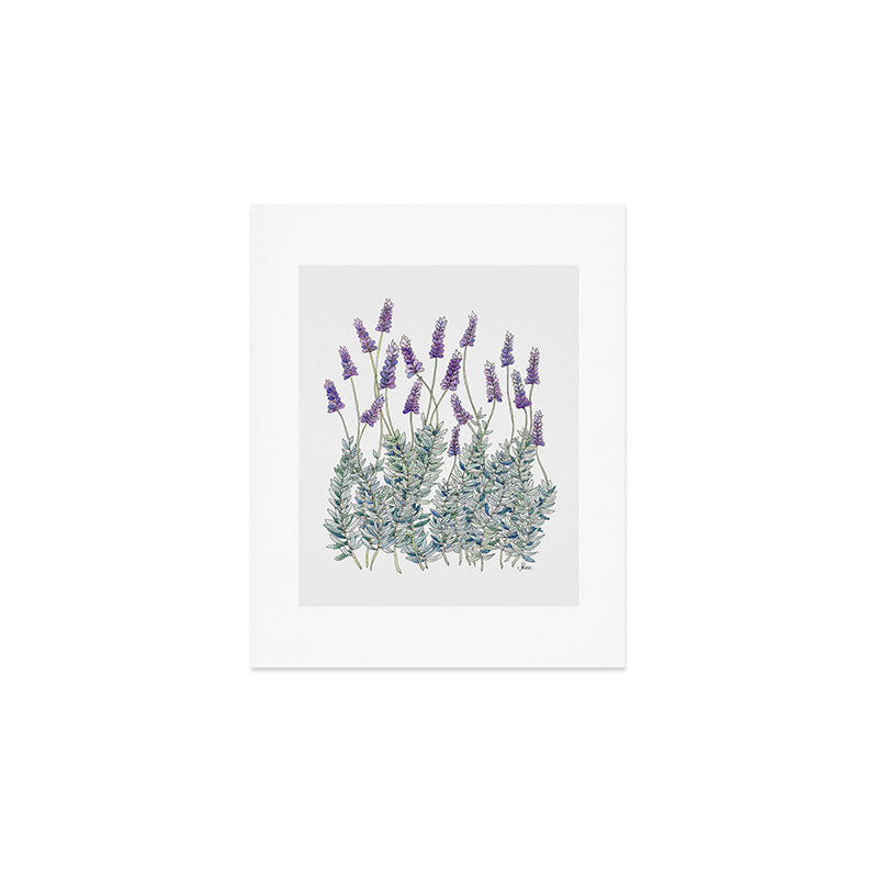 Lavender, Illustration Art Print Gallery Image 1