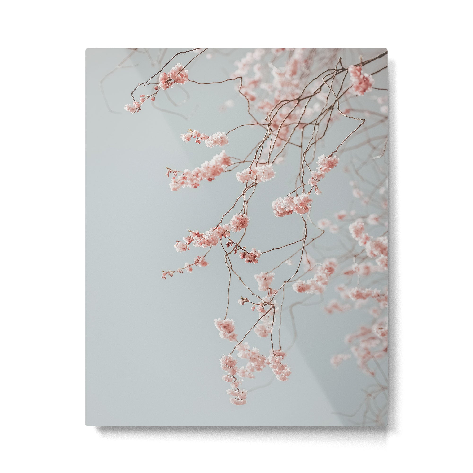 Cherry Blossom Metal Print Gallery Image 4