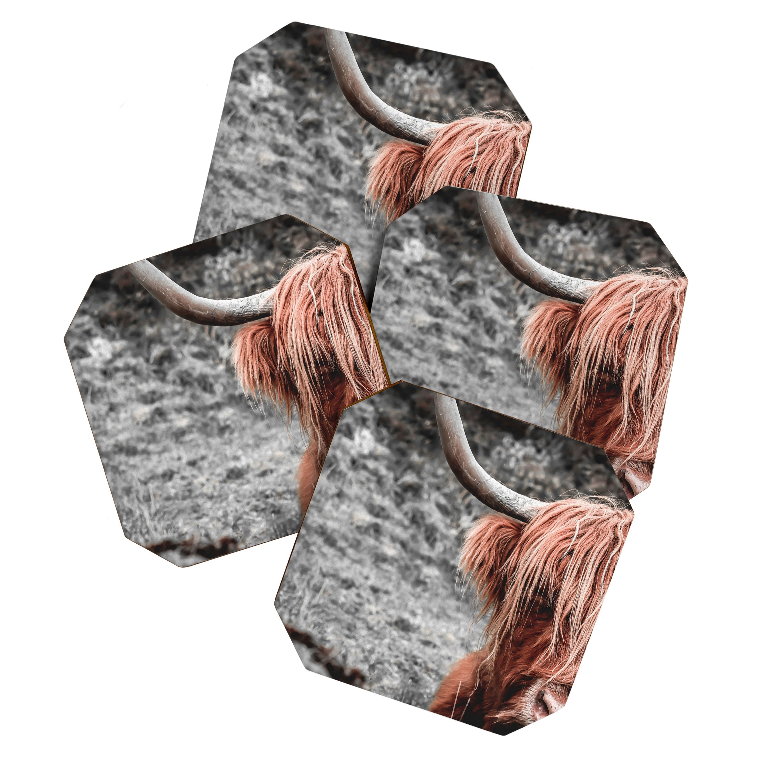 Highland Cow Coaster Gallery Image 1