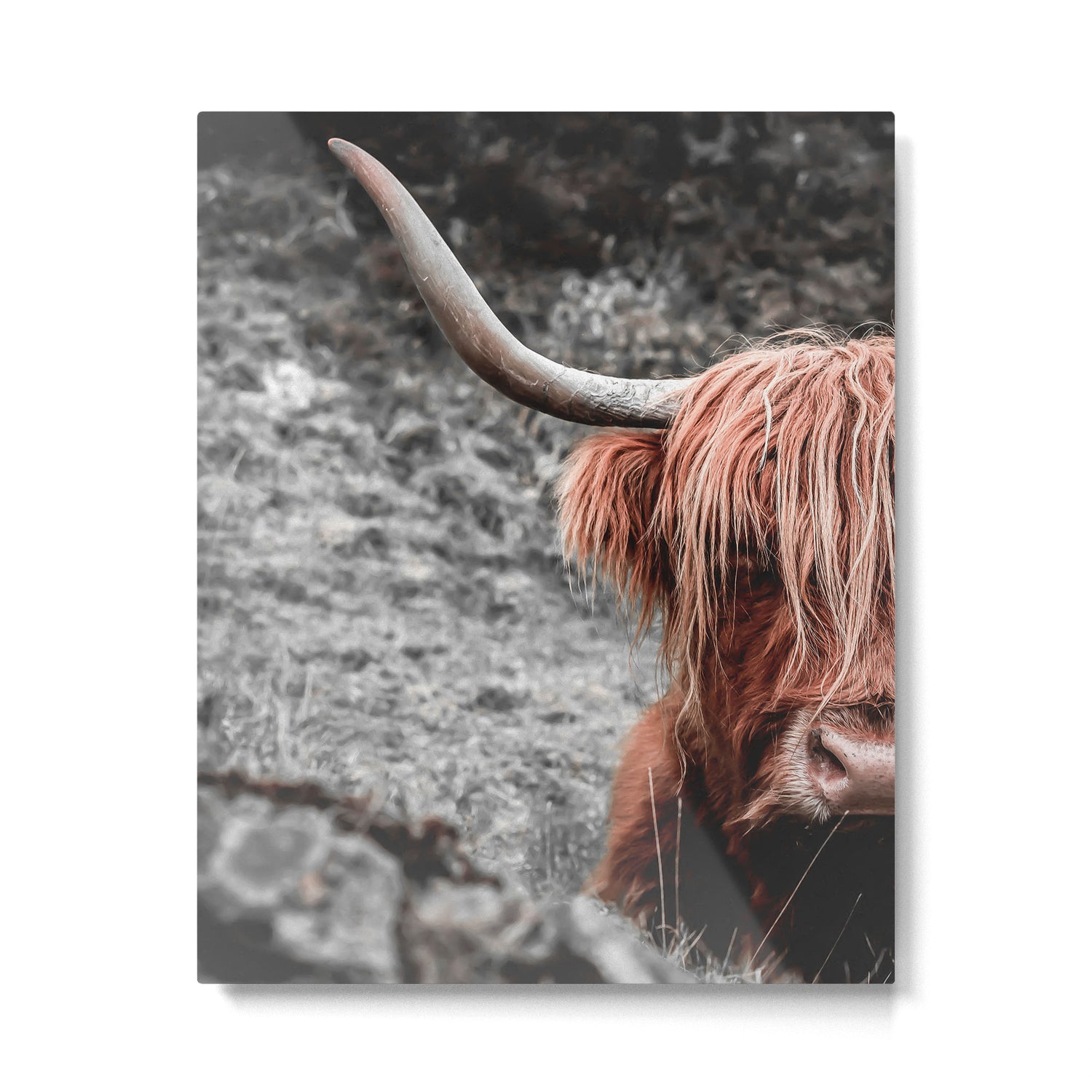 Highland Cow Metal Print Gallery Image 4