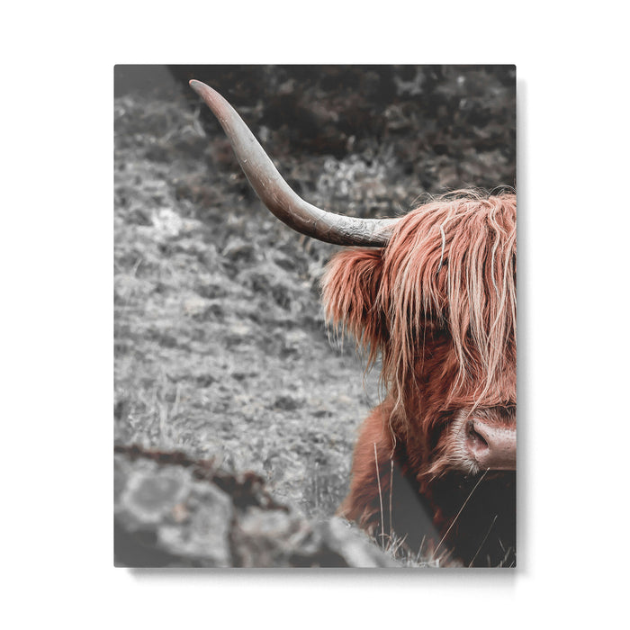 Highland Cow Metal Print Gallery Image 1