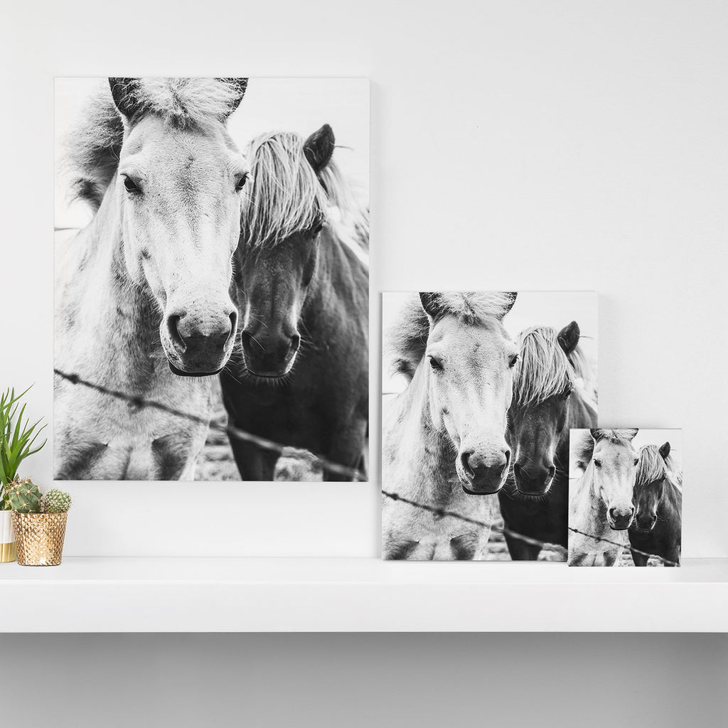 Horses Black and White Canvas Print Gallery Image 3