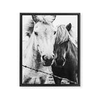 Horses Black and White Framed Canvas Print Gallery Image 3