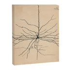 Santiago Ramon y Cajal Pyramida Neuron Drawing 1904 Canvas Print Gallery Image 6