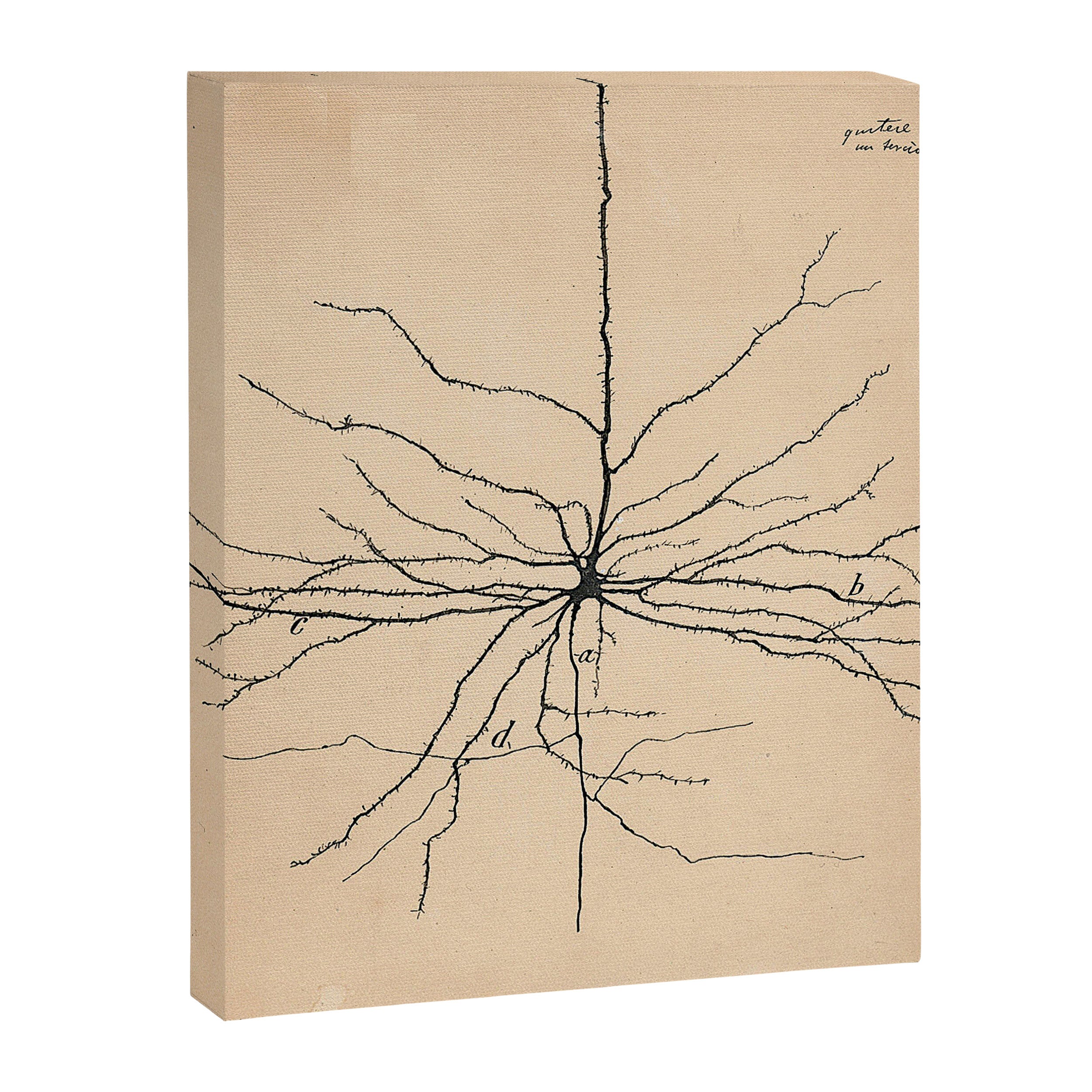 Santiago Ramon y Cajal Pyramida Neuron Drawing 1904 Canvas Print Gallery Image 6