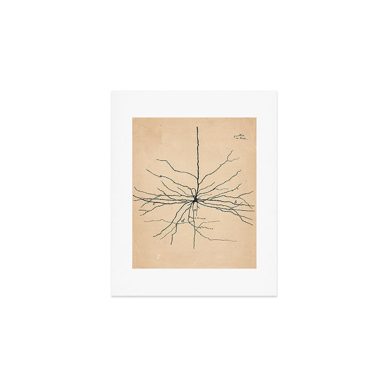 Santiago Ramon y Cajal Pyramida Neuron Drawing 1904 Art Print Gallery Image 1