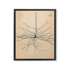 Santiago Ramon y Cajal Pyramida Neuron Drawing 1904 Framed Canvas Print Gallery Image 6