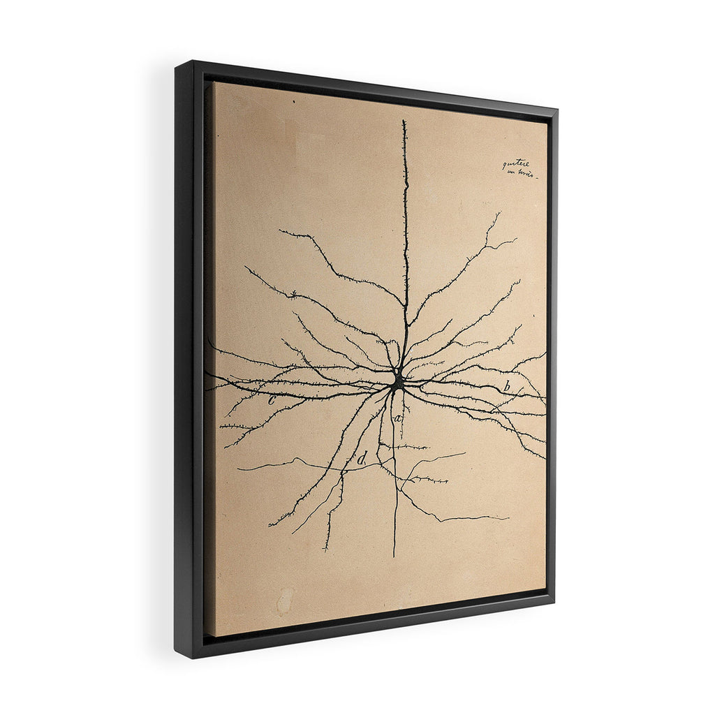 Santiago Ramon y Cajal Pyramida Neuron Drawing 1904 Framed Canvas Print Gallery Image 2