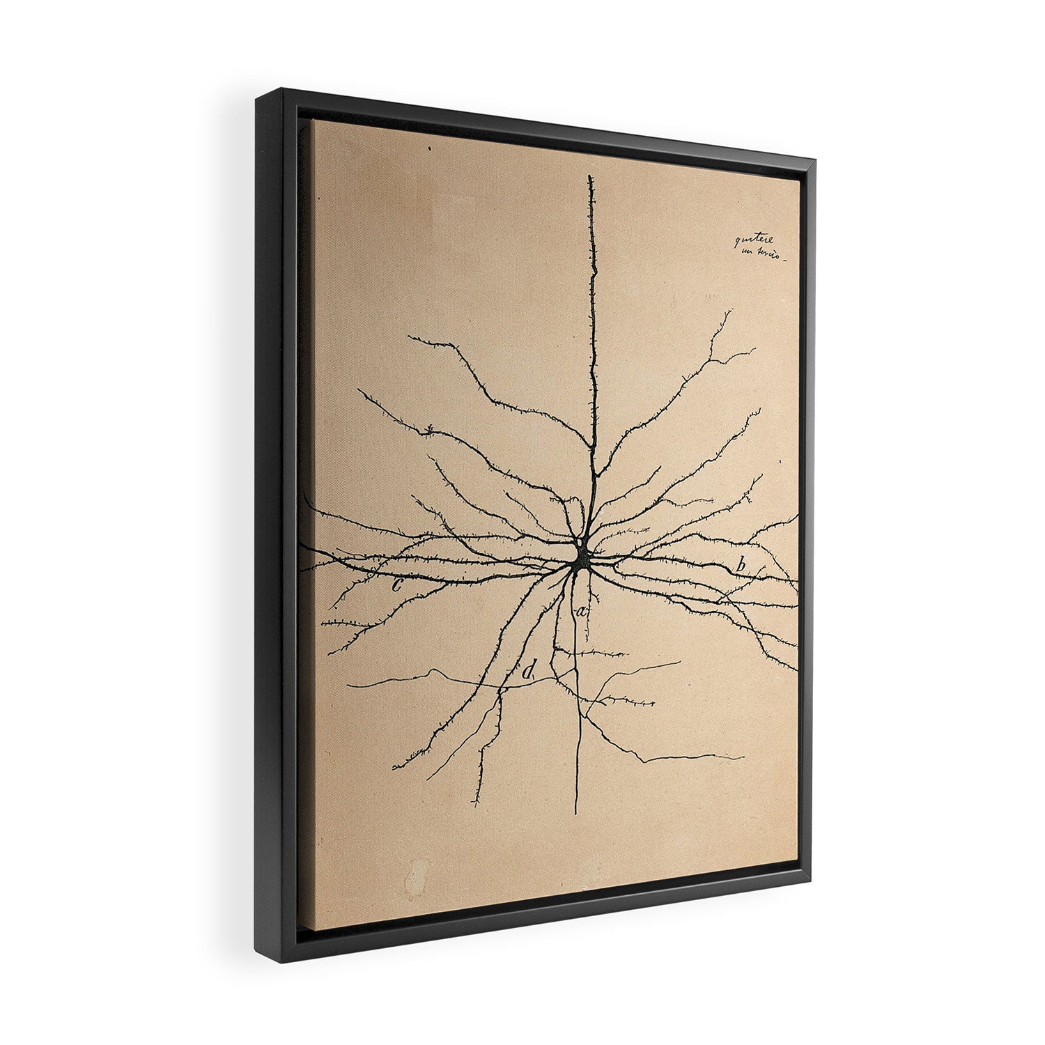 Santiago Ramon y Cajal Pyramida Neuron Drawing 1904 Framed Canvas Print Gallery Image 2