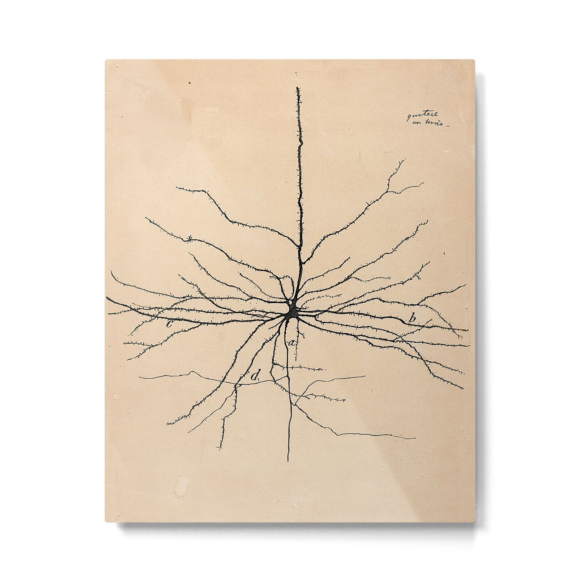 Santiago Ramon y Cajal Pyramida Neuron Drawing 1904 Metal Print Gallery Image 4