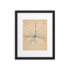 Santiago Ramon y Cajal Pyramida Neuron Drawing 1904 Framed Art Print Gallery Image 5