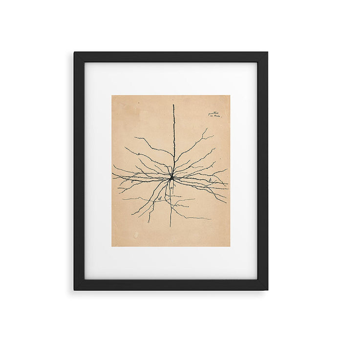 Santiago Ramon y Cajal Pyramida Neuron Drawing 1904 Framed Art Print Gallery Image 1