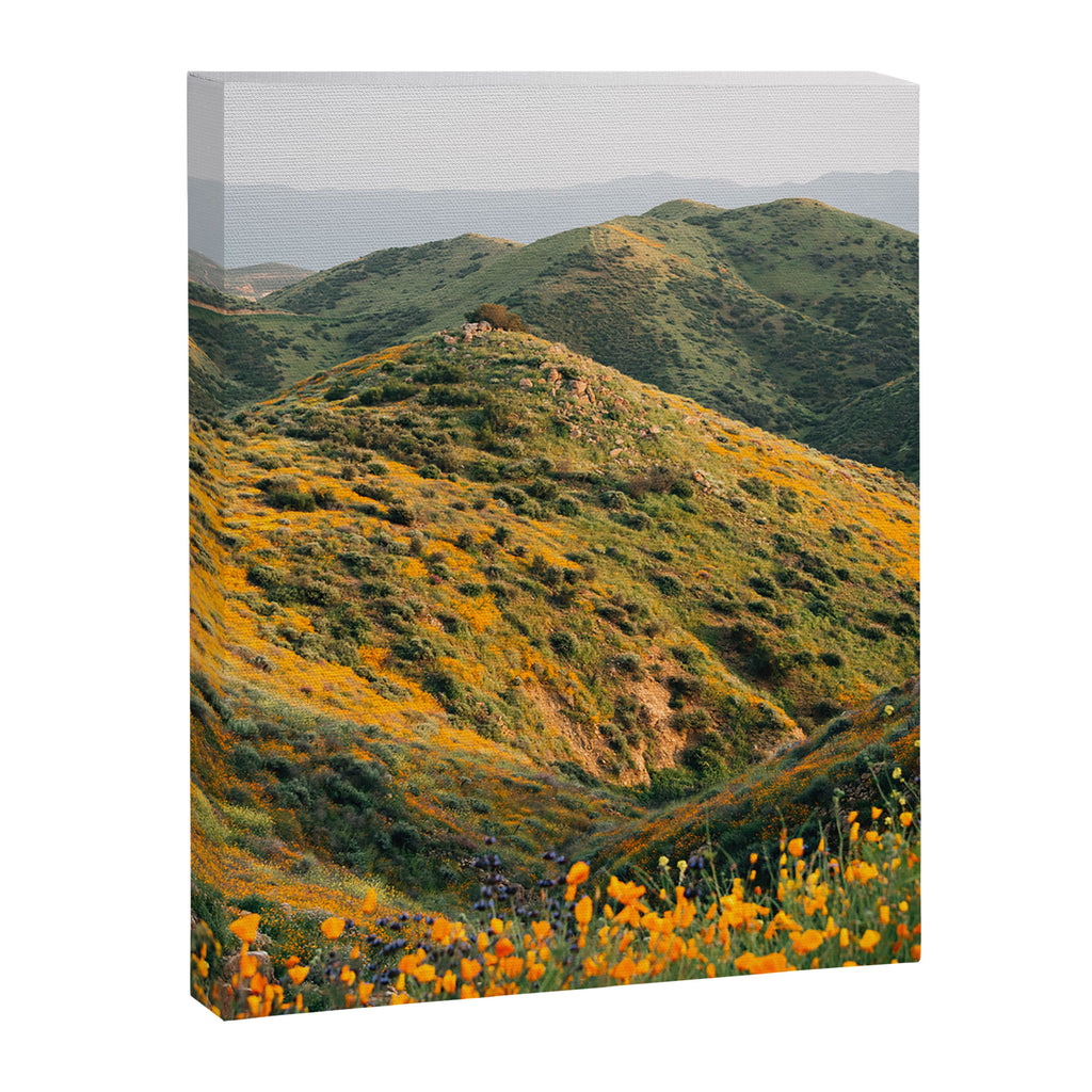 Superbloom Poppies 02 Canvas Print Gallery Image 6