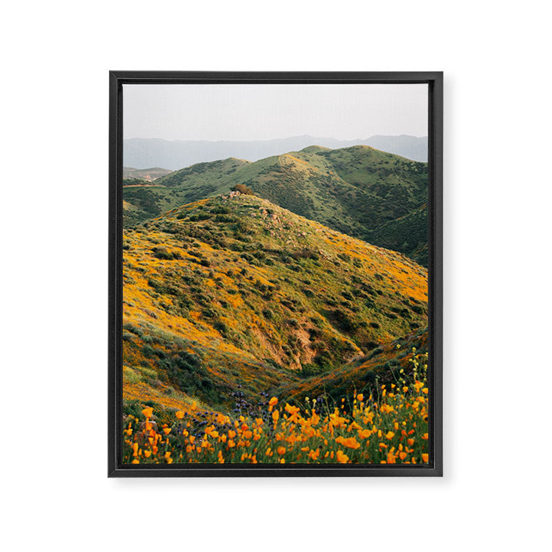 Superbloom Poppies 02 Framed Canvas Print Gallery Image 6