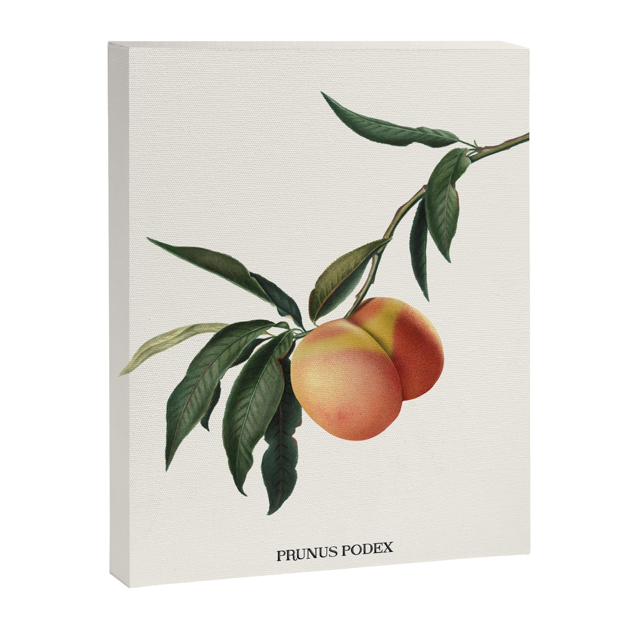 Beach Peach Canvas Print Gallery Image 6