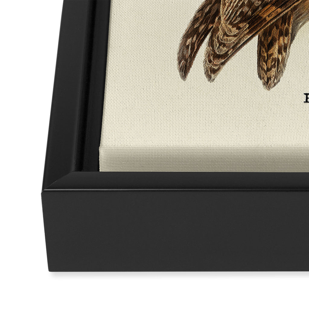 Beauty Owl Framed Canvas Print Gallery Image 3