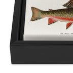 Bubblegum Fish Framed Canvas Print Gallery Image 3