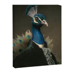 Lord Peacock Canvas Print Gallery Image 6