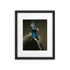 Lord Peacock Framed Art Print Gallery Image 5