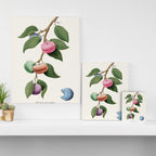Macaron Plant Canvas Print Gallery Image 3