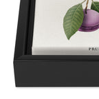 Macaron Plant Framed Canvas Print Gallery Image 3