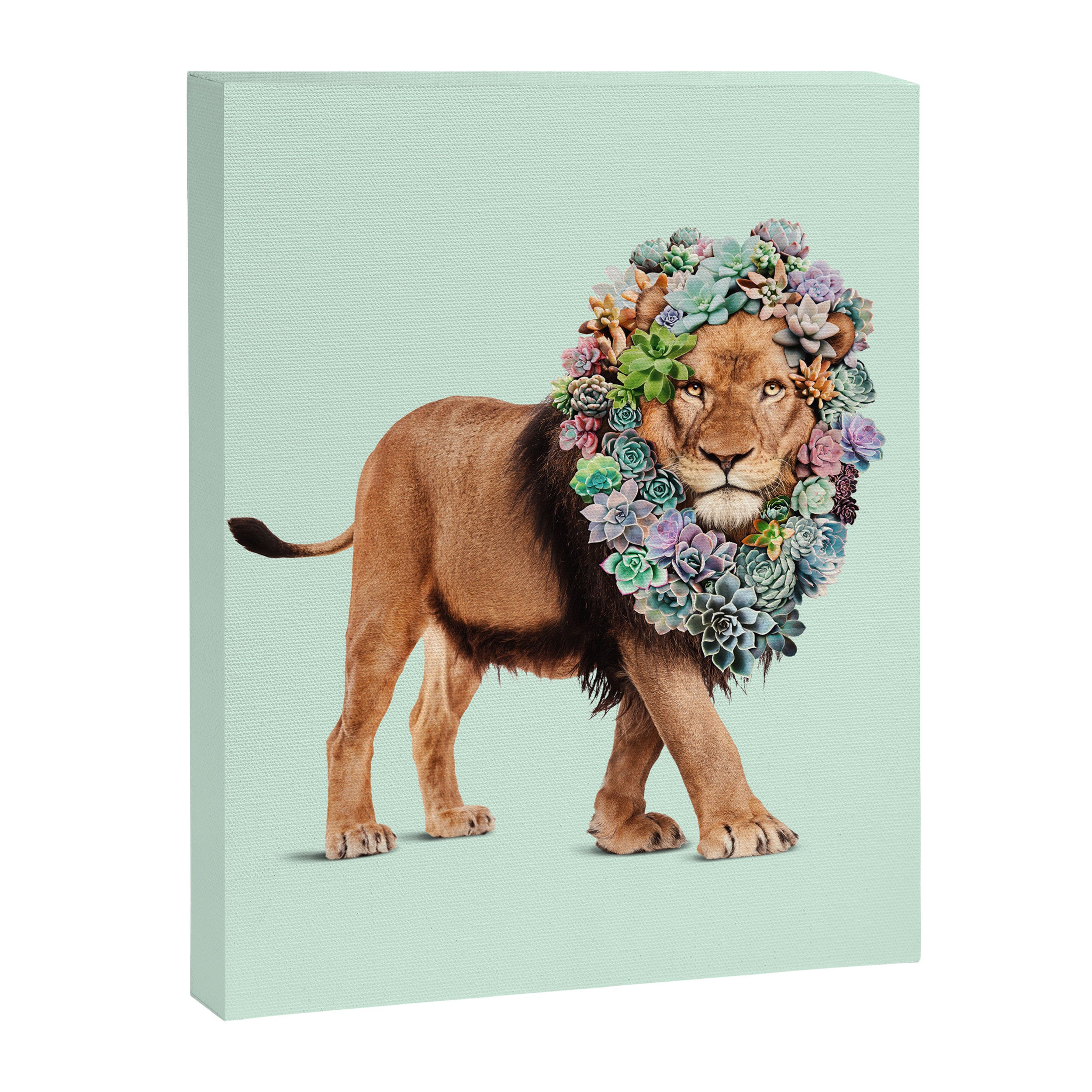 SUCCULENT LION Canvas Print Gallery Image 6