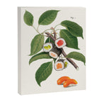 Sushi Plant Canvas Print Gallery Image 6