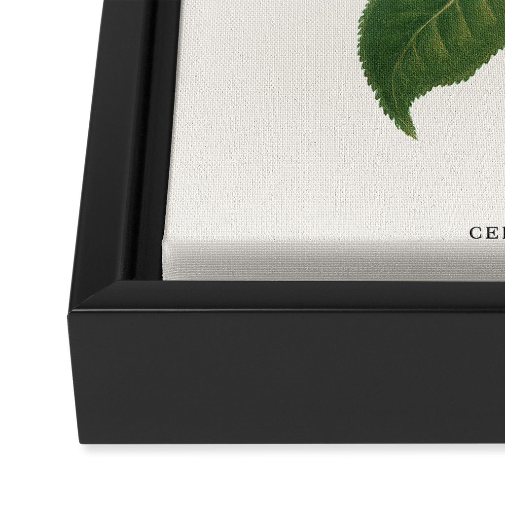 Sushi Plant Framed Canvas Print Gallery Image 3
