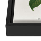 Sushi Plant Framed Canvas Print Gallery Image 3
