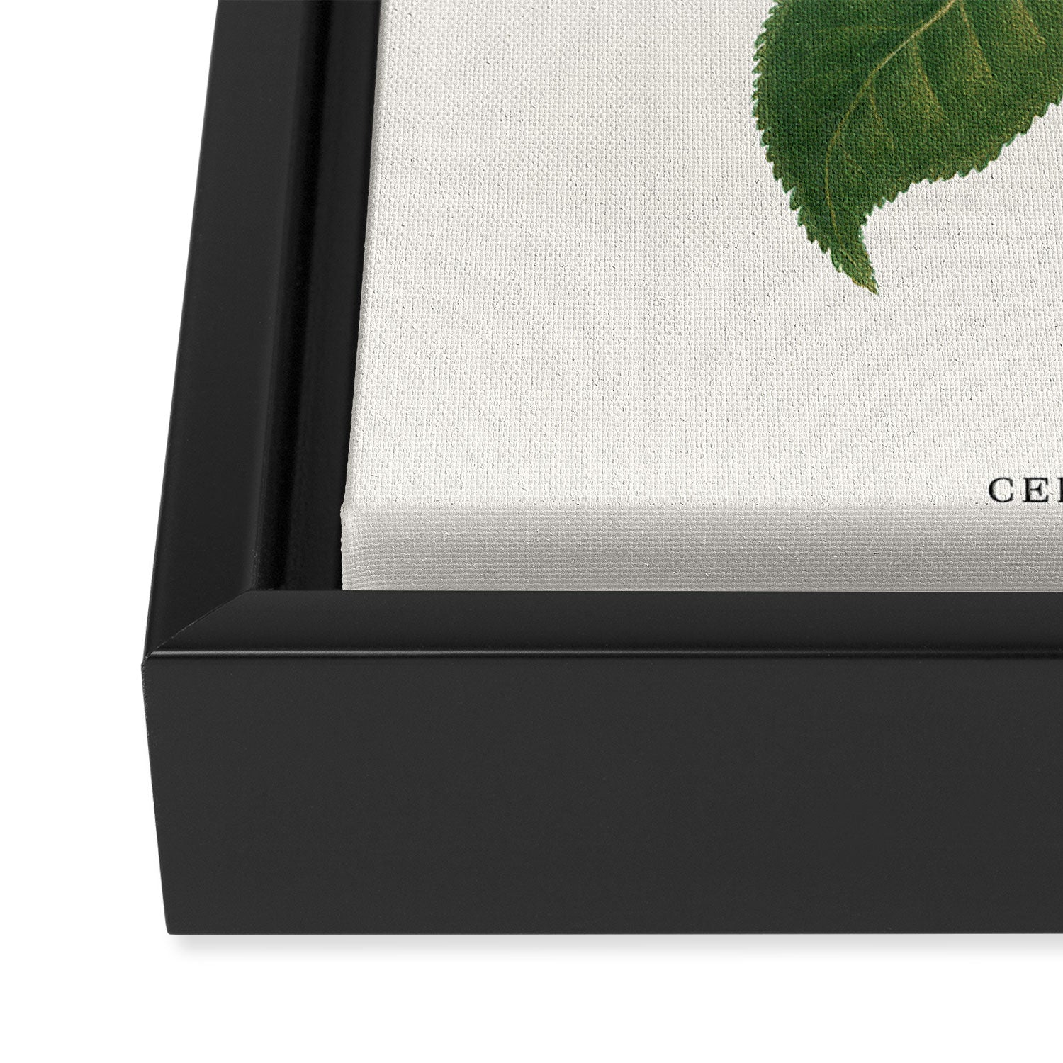 Sushi Plant Framed Canvas Print Gallery Image 3