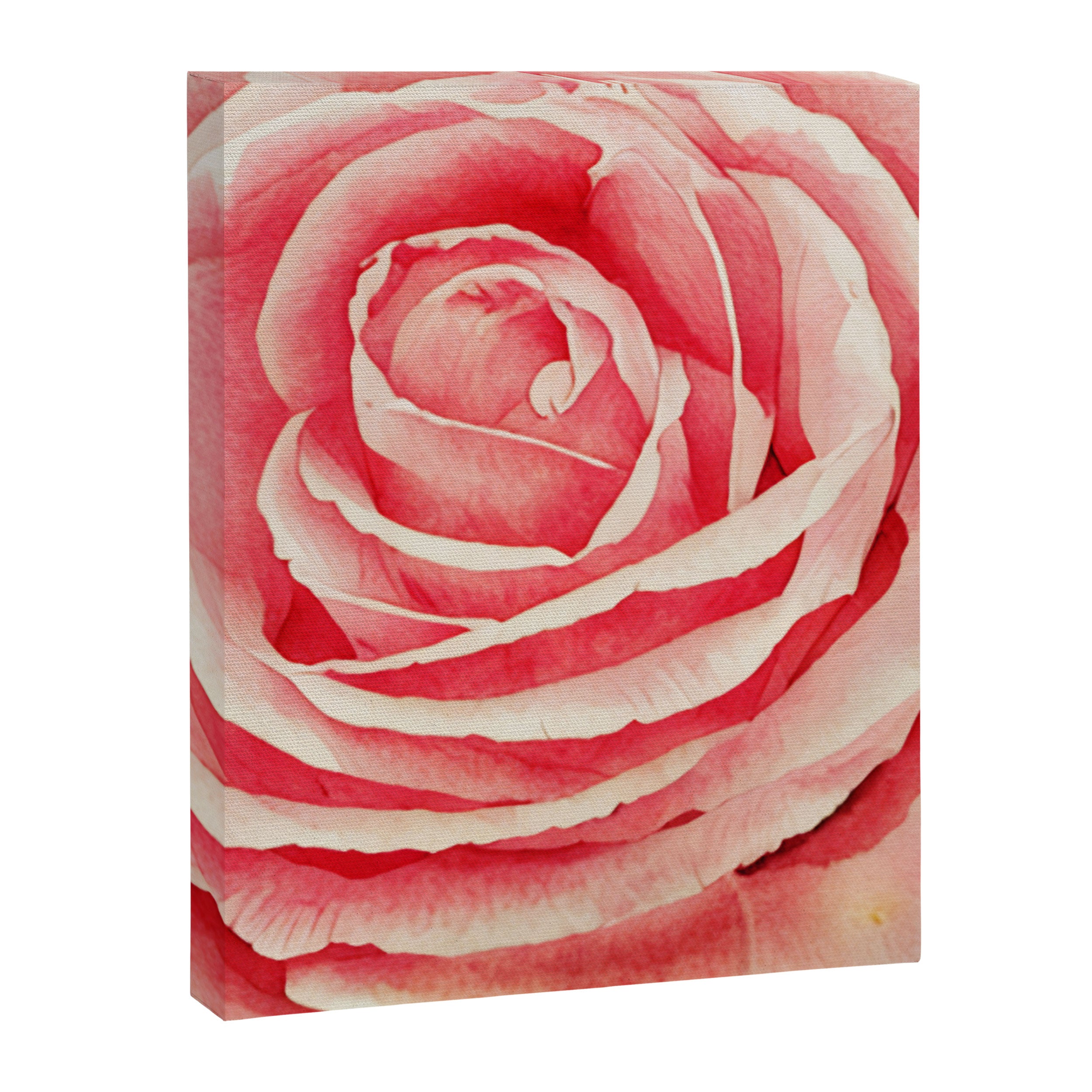 Close up pink rose Canvas Print Gallery Image 8