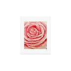 Close up pink rose Art Print Gallery Image 1