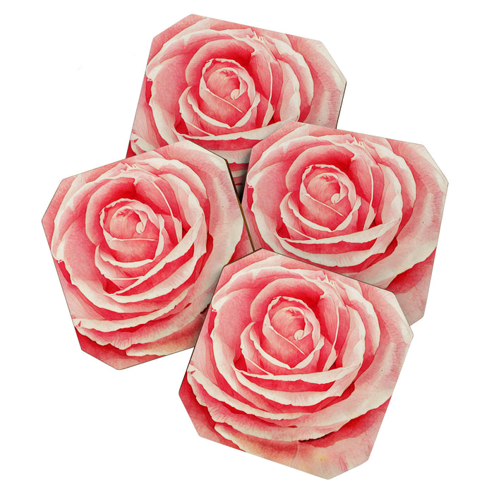 Close up pink rose Coaster Gallery Image 1