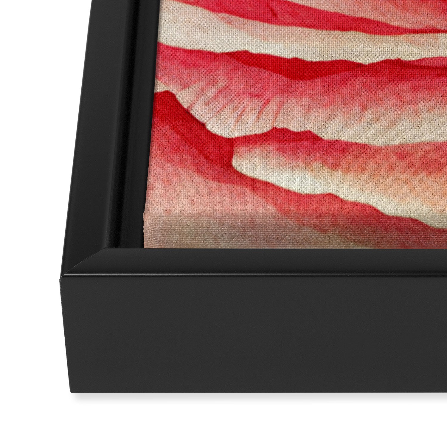 Close up pink rose Framed Canvas Print Gallery Image 3