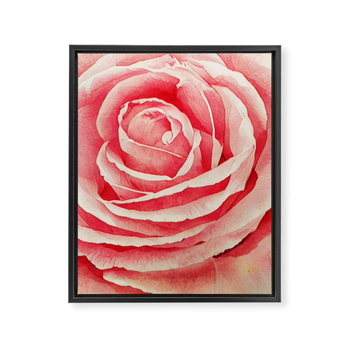 Close up pink rose Framed Canvas Print Gallery Image 1