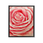 Close up pink rose Framed Canvas Print Gallery Image 8