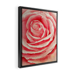 Close up pink rose Framed Canvas Print Gallery Image 2