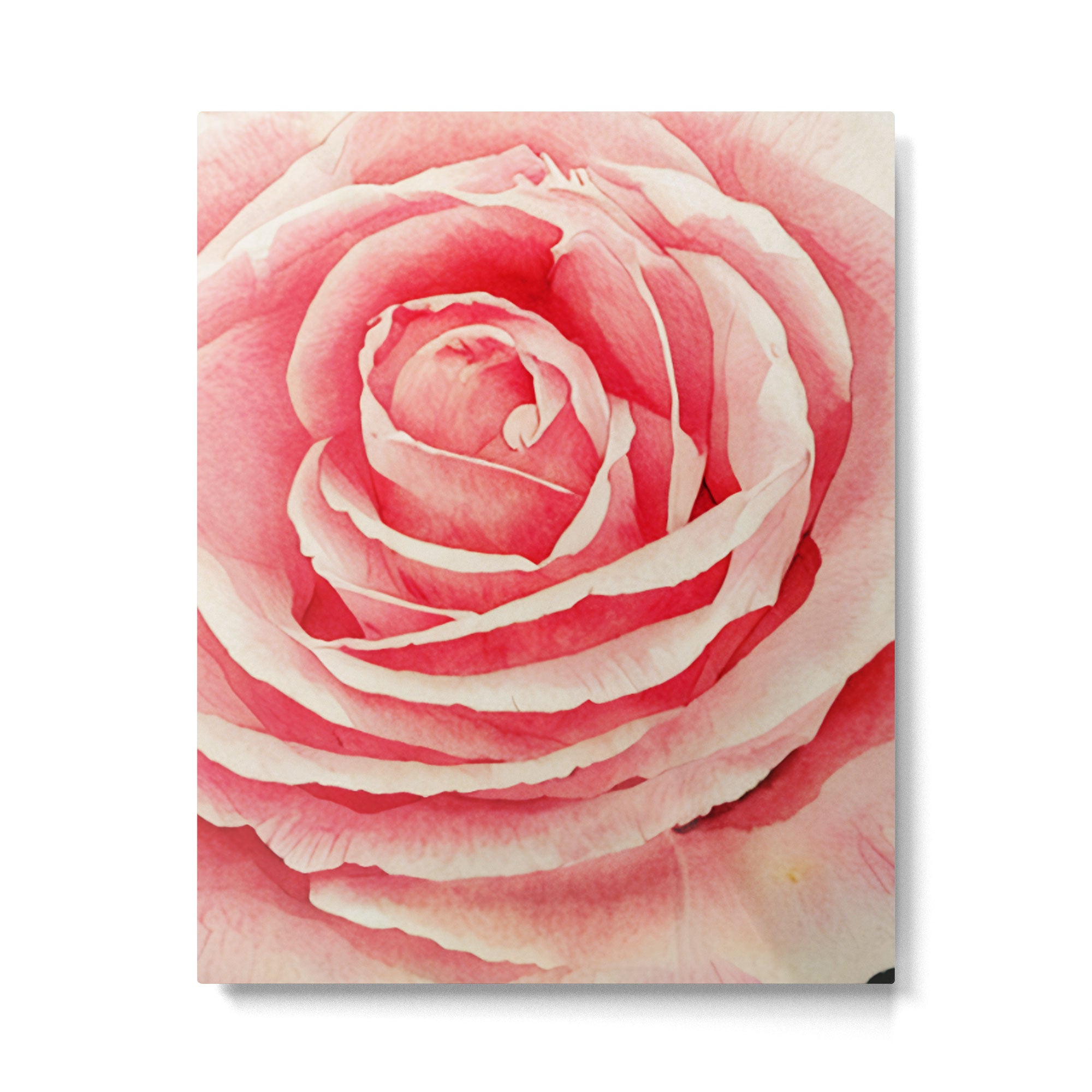 Close up pink rose Metal Print Gallery Image 6