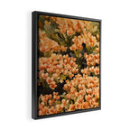 Orange Amarantis  Framed Canvas Print Gallery Image 2