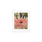 Pink germini dahlia flower 3 Art Print Gallery Image 1